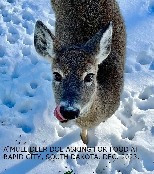 Tilly NoTailFeathers Mule Deer doe licing her chops